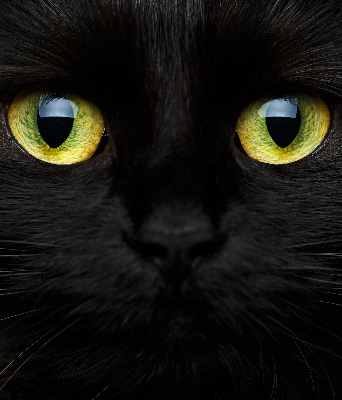 Store enrouleur Yeux de chat