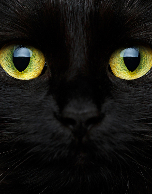 Store enrouleur Yeux de chat