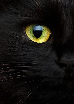 Store enrouleur Yeux de chat