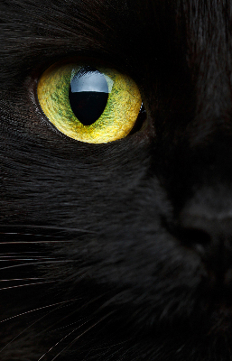Store enrouleur Yeux de chat