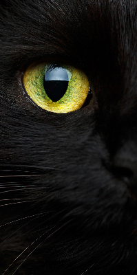 Store enrouleur Yeux de chat