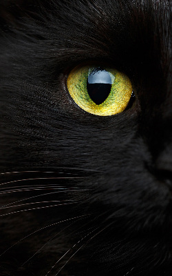 Store enrouleur Yeux de chat