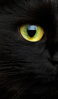 Store enrouleur Yeux de chat