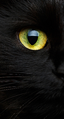 Store enrouleur Yeux de chat