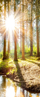 Store enrouleur Le soleil brille à travers les arbres