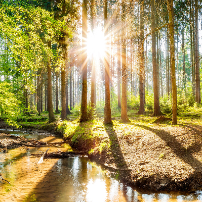 Store enrouleur Le soleil brille à travers les arbres