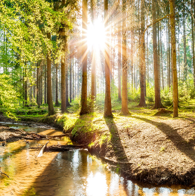 Store enrouleur Le soleil brille à travers les arbres