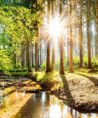 Store enrouleur Le soleil brille à travers les arbres