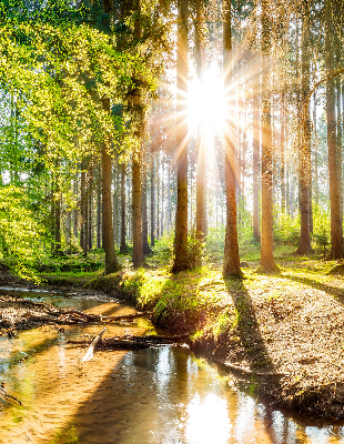 Store enrouleur Le soleil brille à travers les arbres