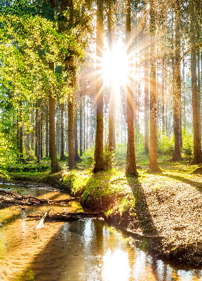 Store enrouleur Le soleil brille à travers les arbres