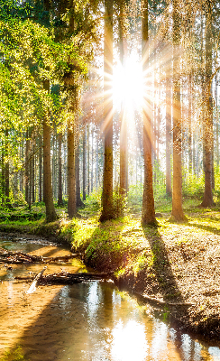 Store enrouleur Le soleil brille à travers les arbres