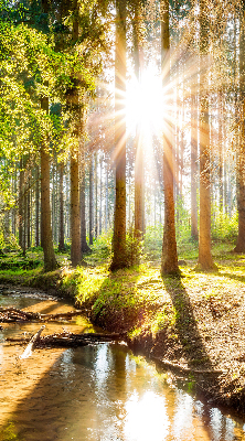 Store enrouleur Le soleil brille à travers les arbres
