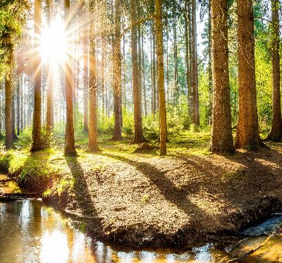 Store enrouleur Le soleil brille à travers les arbres
