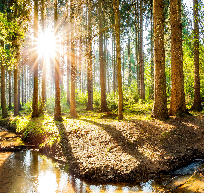 Store enrouleur Le soleil brille à travers les arbres