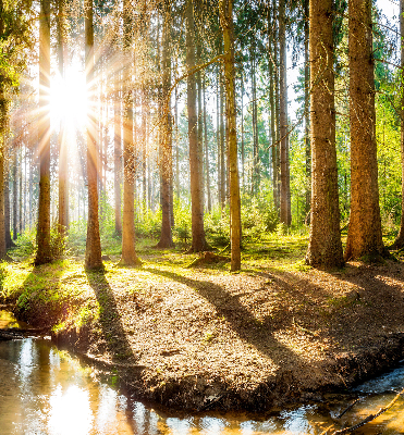 Store enrouleur Le soleil brille à travers les arbres