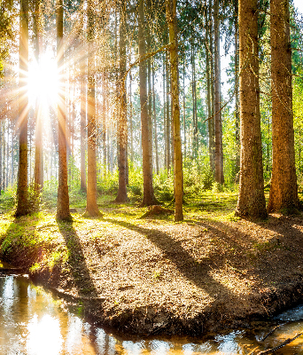 Store enrouleur Le soleil brille à travers les arbres