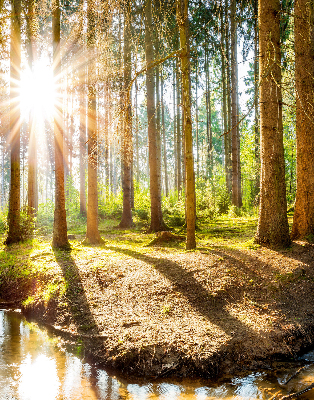Store enrouleur Le soleil brille à travers les arbres