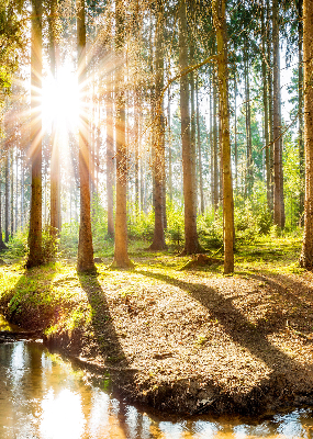 Store enrouleur Le soleil brille à travers les arbres