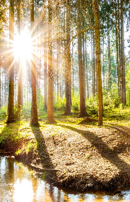 Store enrouleur Le soleil brille à travers les arbres