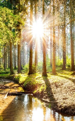 Store enrouleur Le soleil brille à travers les arbres
