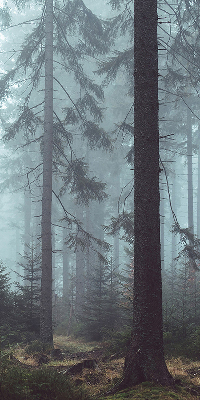 Store intérieur Forêt la nuit