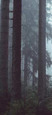 Store intérieur Forêt la nuit