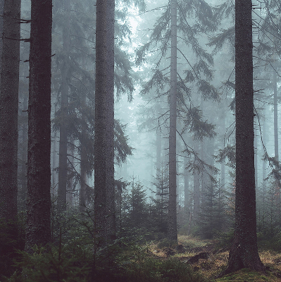 Store intérieur Forêt la nuit