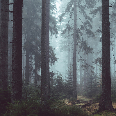 Store intérieur Forêt la nuit