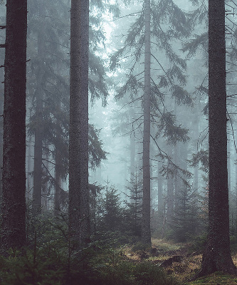 Store intérieur Forêt la nuit