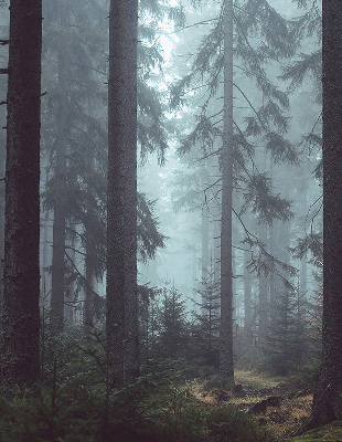Store intérieur Forêt la nuit
