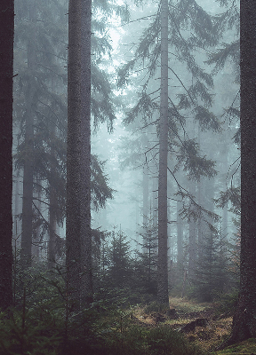 Store intérieur Forêt la nuit
