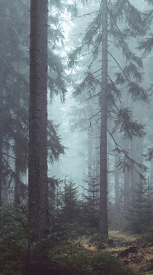Store intérieur Forêt la nuit