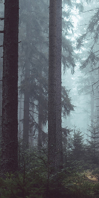Store intérieur Forêt la nuit