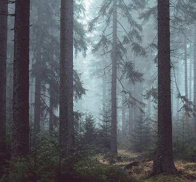 Store intérieur Forêt la nuit