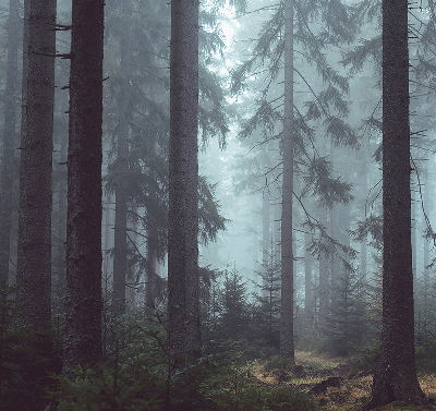 Store intérieur Forêt la nuit