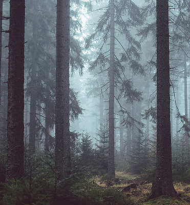 Store intérieur Forêt la nuit