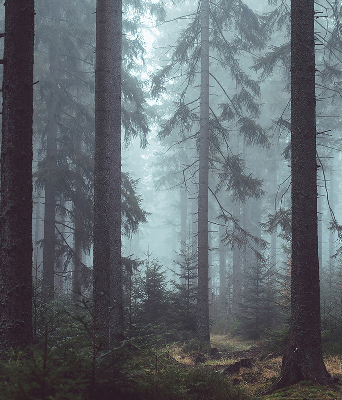 Store intérieur Forêt la nuit
