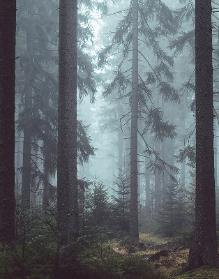 Store intérieur Forêt la nuit