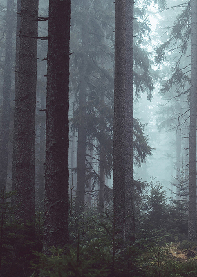 Store intérieur Forêt la nuit