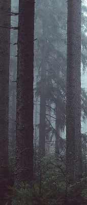 Store intérieur Forêt la nuit