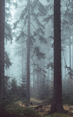 Store intérieur Forêt la nuit