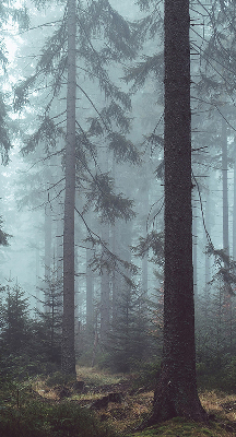 Store intérieur Forêt la nuit