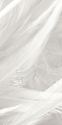 Store intérieur Plumes