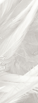 Store intérieur Plumes