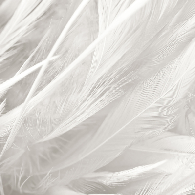 Store intérieur Plumes