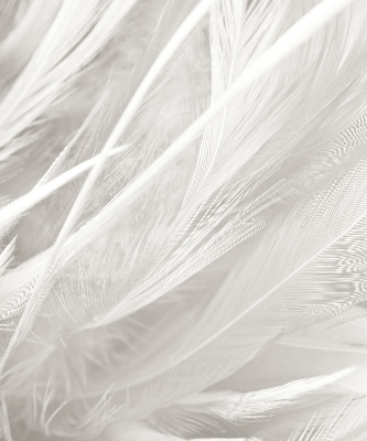 Store intérieur Plumes