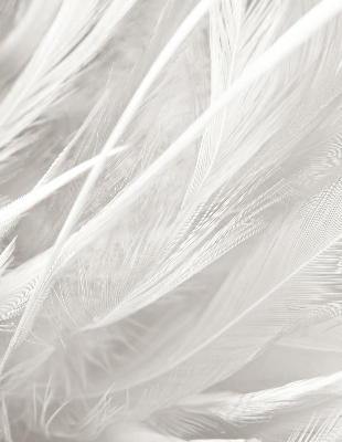 Store intérieur Plumes