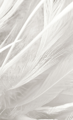 Store intérieur Plumes