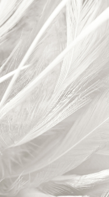 Store intérieur Plumes