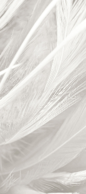 Store intérieur Plumes